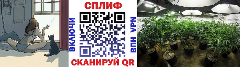 Конопля марихуана Волхов